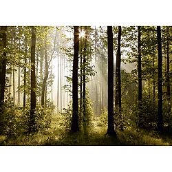 AG Art Fototapeta XXL Raný les 360 x 270 cm, 4 diely